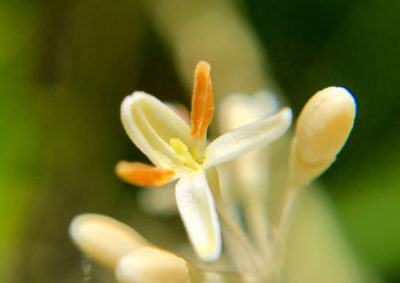 シマトネリコの花のクローズアップ