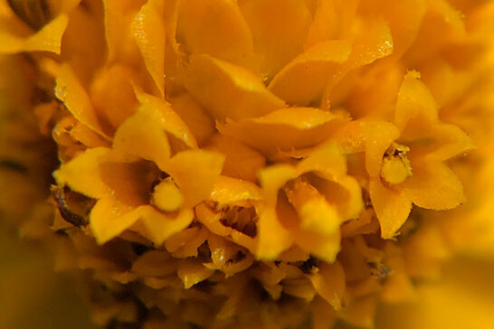 メランポジウムの管状花