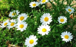 ムルチコーレの育て方 ガーデニングの図鑑