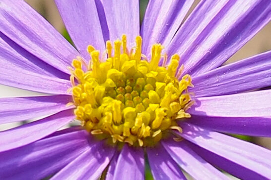 ヒメコギクの管状花
