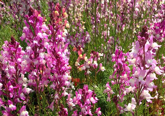 心に強く訴えるリナリア 花 最高の花の画像