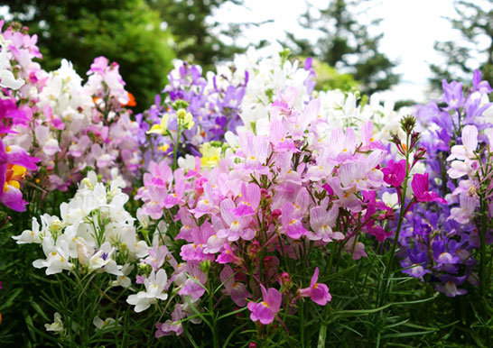 すべての花の画像 最高リナリア 花