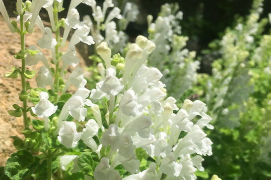 白花のコバノタツナミ