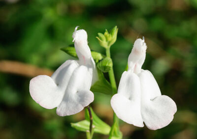 白い花を咲かせるチェリーセージ