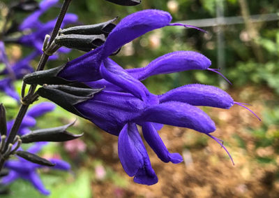 メドーセージ(サルビア・ガラニチカ)の花