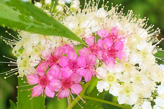 ゲンペイシモツケの花
