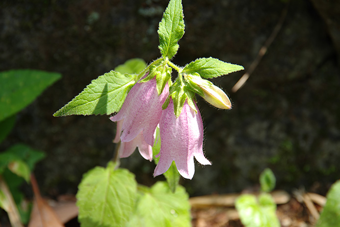 ホタルブクロ 特徴と育て方 ガーデニングの図鑑