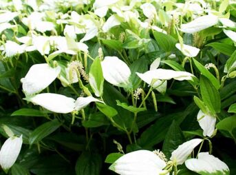 ハンゲショウ 半夏生 の育て方 ガーデニングの図鑑