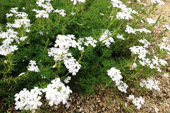 白い花を咲かせる宿根バーベナ・テネラ