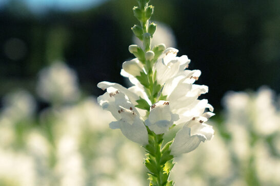 白い花を咲かせるハナトラノオ