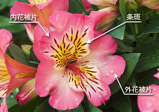 これまでで最高の花 アルストロメリア 最高の花の画像