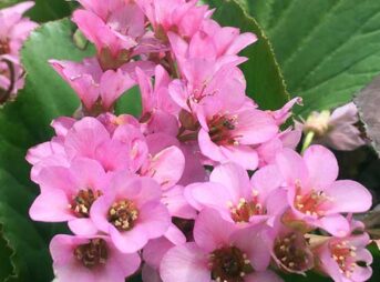 ヒマラヤユキノシタの育て方 ガーデニングの図鑑