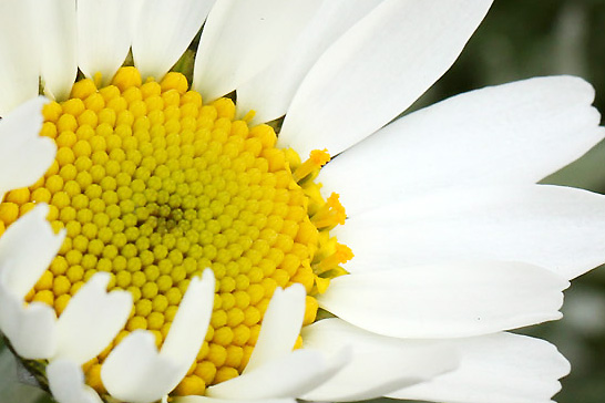 ローダンセマムの管状花