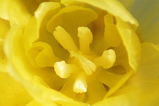 雌性期のロウバイの花