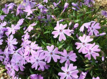 シバザクラの育て方 ガーデニングの図鑑