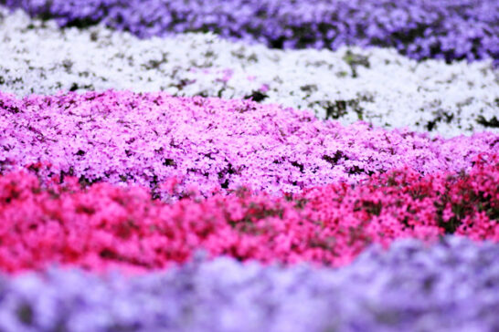 シバザクラの花の絨毯