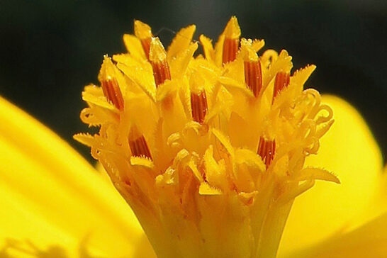 キバナコスモスの管状花