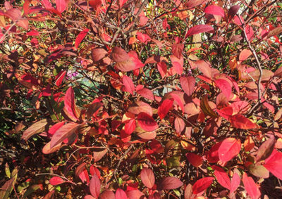 コバノズイナの紅葉