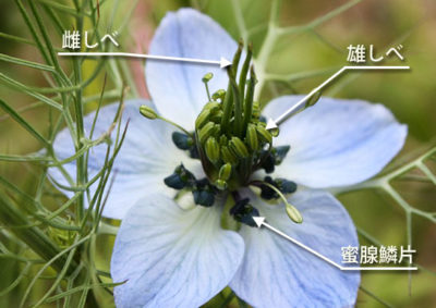 ニゲラの花の構造