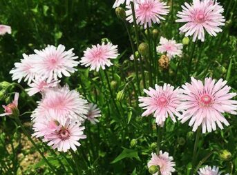 モモイロタンポポの育て方 ガーデニングの図鑑