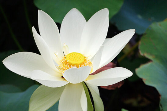 白い花を咲かせるハス