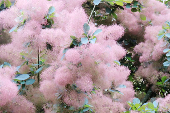ピンク色の花を咲かせるスモークツリー