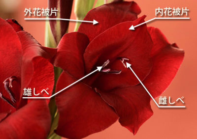 グラジオラスの花の構造