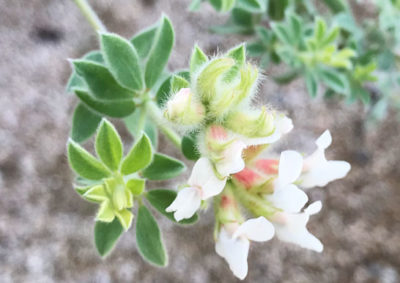 ロータス・ブリムストーンの花