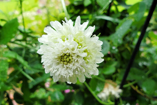 白い花を咲かせるスカビオサ