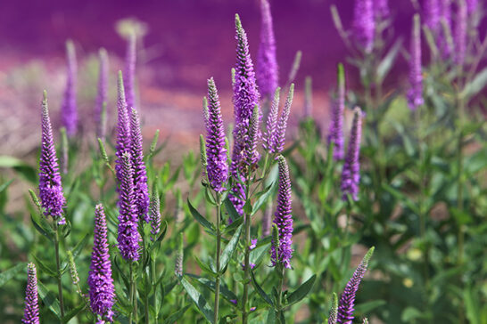 紫色の花を咲かせるベロニカ