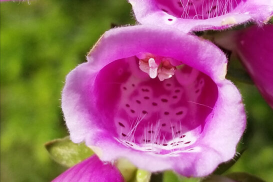ジギタリスの花の内部