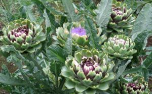 イソトマの育て方 ガーデニングの図鑑