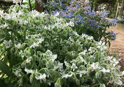 白花と青花のボリジ