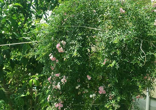 大切な庭を強風から守る…！庭木とバラの台風対策