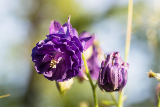 紫色の八重咲きオダマキ