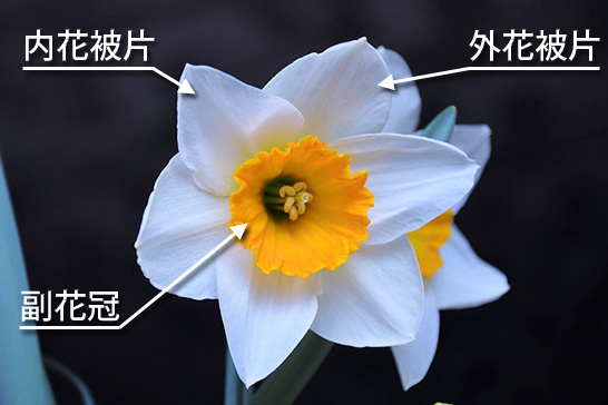 スイセンの花の構造