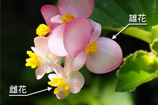 ベゴニア・センパフローレンスの花序に付く雄花と雌花