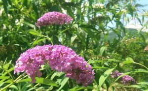 最新 リキュウバイ 育て 方 人気のある画像を投稿する