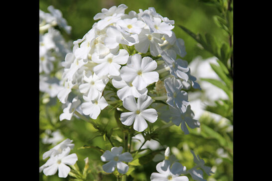 白花の宿根フロックス
