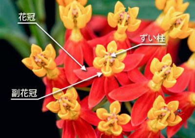 アスクレピアスの花の構造