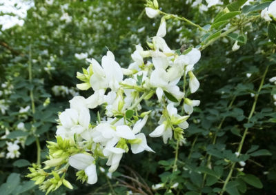 白い花のハギ