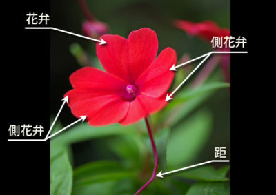インパチェンスの花の構造