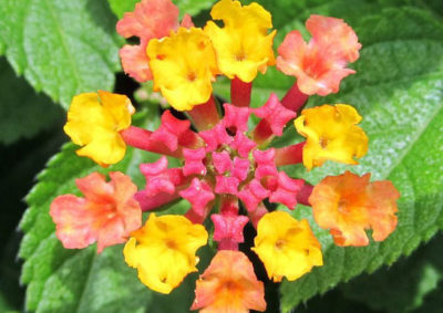 ランタナの花序