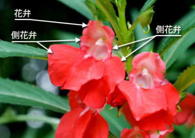 ホウセンカの花の構造(花弁)