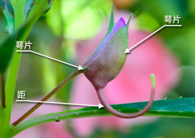 ホウセンカの花の構造(萼片)