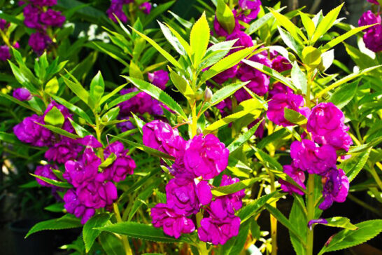 紫色の花を咲かせるホウセンカ