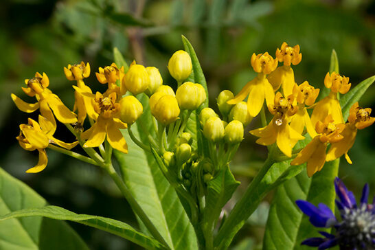 黄花のアスクレピアス（トウワタ）