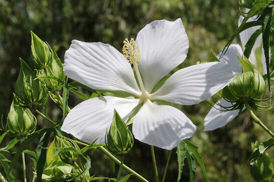 白い花を咲かせるモミジアオイ