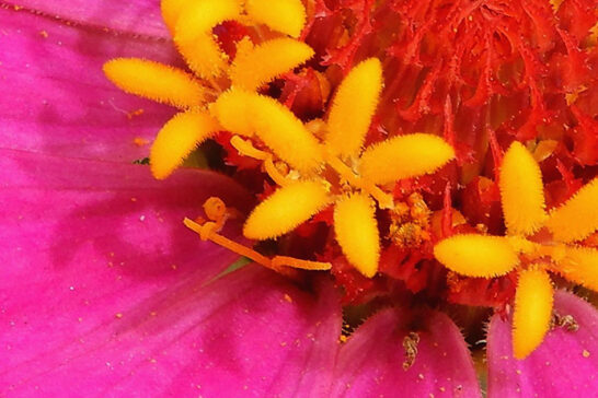 ヒャクニチソウの管状花と舌状花