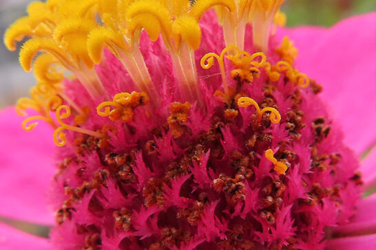 ヒャクニチソウの管状花と苞の様子